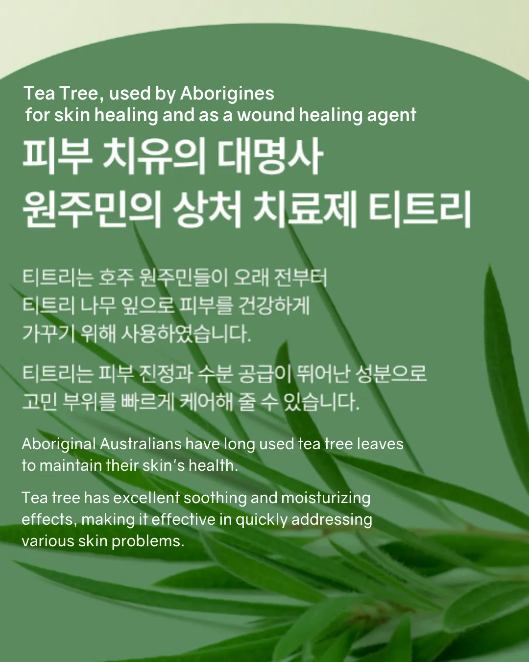 [PROMO] Bonabella Teatree Calming Special